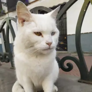 Yeti