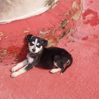 Adopta a Chilindrina