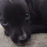 Adopta a No Tienen Nombre
