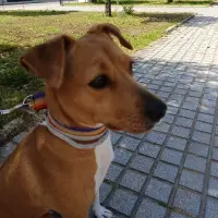 Adopta a Lupe