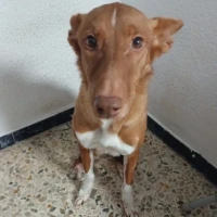 Adopta a Nika
