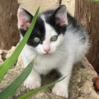 Adopta a Manchis