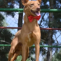 Adopta a Evel