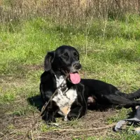 Adopta a Jack