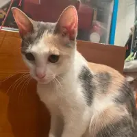 Adopta a Chica