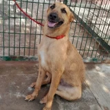 Adopta a Asustá