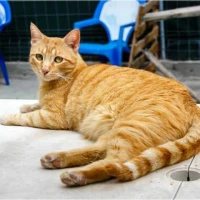 Adopta a Fanta