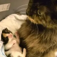 Adopta a Estrella + Misa