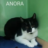 Adopta a Anora