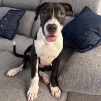 Adopta a Zeus