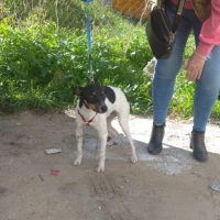 Adopta a Pincho- Perrito Pequeño Tlf 645978718