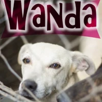Adopta a Wanda