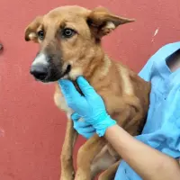 Adopta a Iska