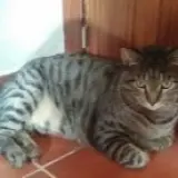 Adopta a Juanito
