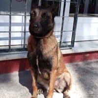 Adopta a Daisy