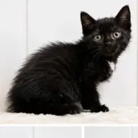 Adopta a Brenda