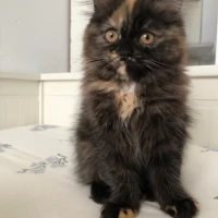 Adopta a Luci