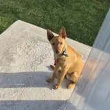 Adopta a Milo
