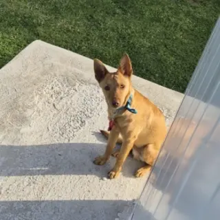 Milo