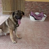 Adopta a Feinor