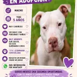 Adopta a Gordo