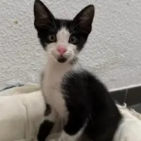 Adopta a Quesito