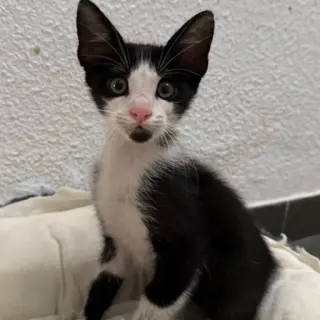 Quesito