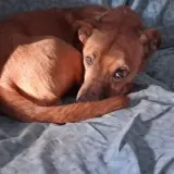 Adopta a Lennon