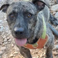 Adopta a Eucalipto