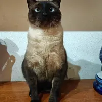Adopta a Damon
