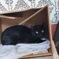 Adopta a Negri / Piño ***Urgente***