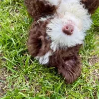 Adopta a Muxu