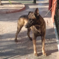 Adopta a Sadat