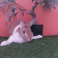 Adopta a Residente Pecesito ( Castrado)