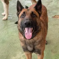 Adopta a Rocky