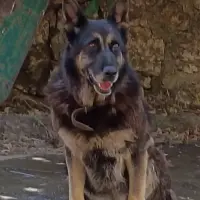 Adopta a Mila