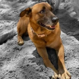 Adopta a Canela