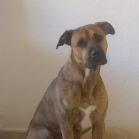 Adopta a Sultan