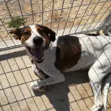 Adopta a Mamut