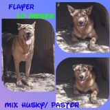 Adopta a Flayer