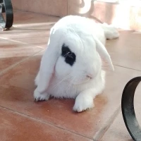 Adopta a Bunny