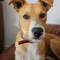 Adopta a Ragnar