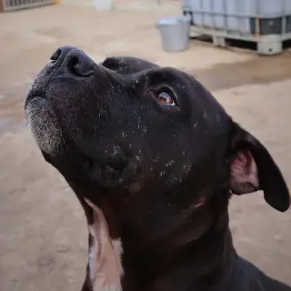 Pongo