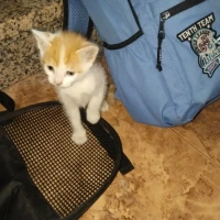 Adopta a Gatito