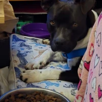 Adopta a Cali