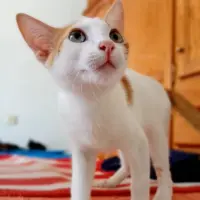 Adopta a Floki
