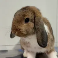 Adopta a Boniato