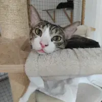 Adopta a Orelletes