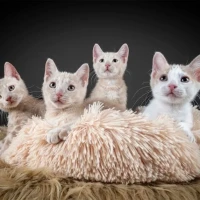 Adopta a Techno