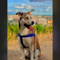Adopta a Laia